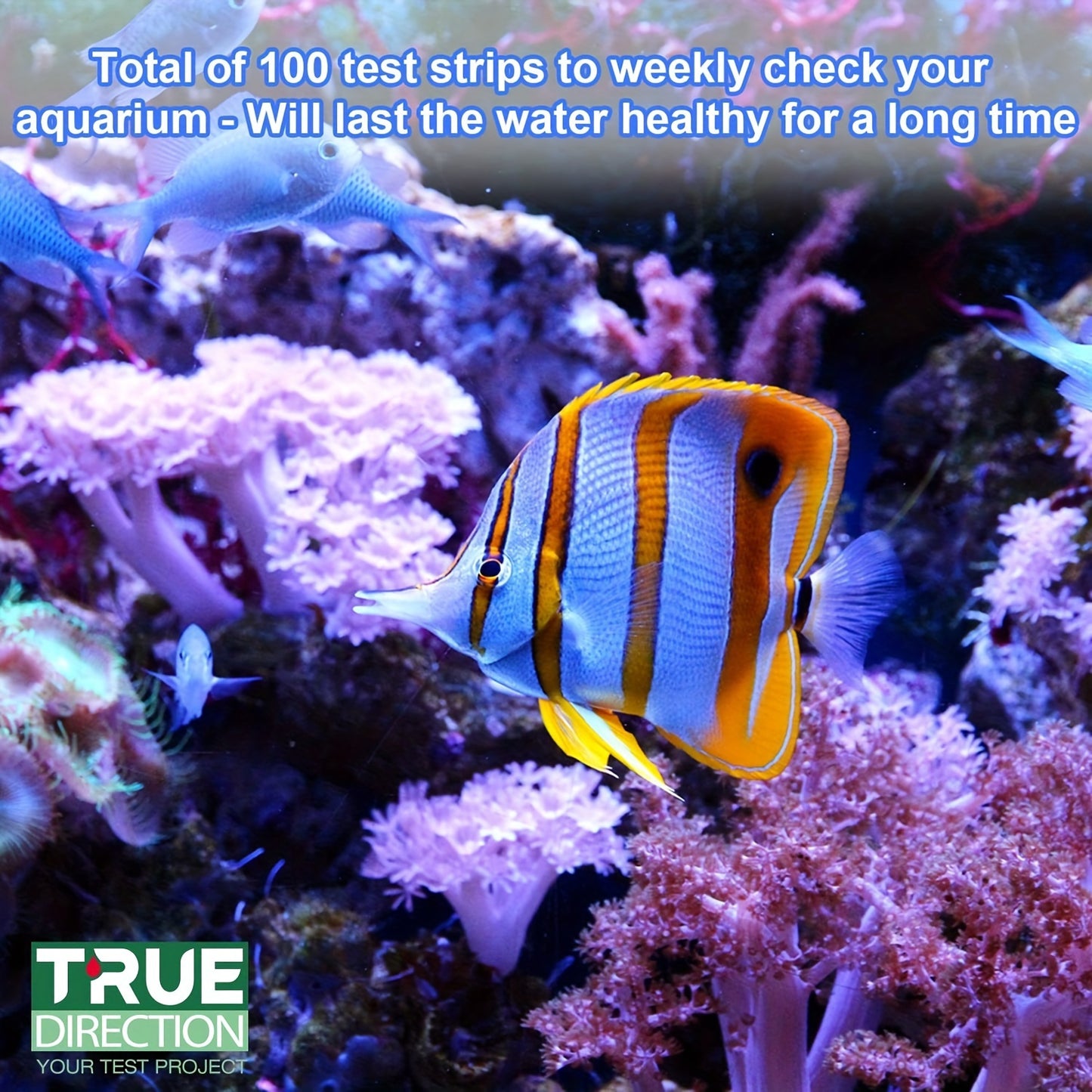 Precision in Every Dip