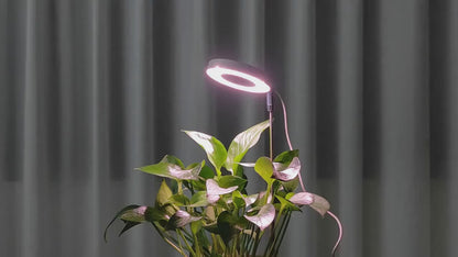 Light  Grow  Thrive.